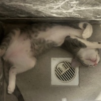 Tekir Kedi, Kedi  5 adet yavru kedi (3.5aylık) fotoğrafı