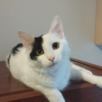 Tekir Kedi, Kedi  carlos fotoğrafı