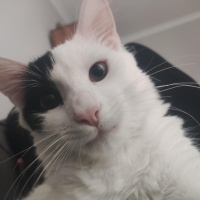 Tekir Kedi, Kedi  carlos fotoğrafı