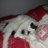 Tekir Kedi, Kedi  carlos fotoğrafı