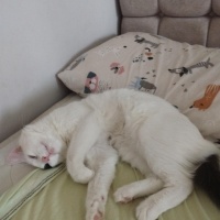 Tekir Kedi, Kedi  carlos fotoğrafı