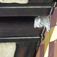 Scottish Fold, Kedi  Patik fotoğrafı