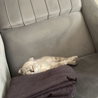 Scottish Fold, Kedi  Patik fotoğrafı