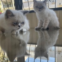 British Shorthair, Kedi  Yavru kedi fotoğrafı