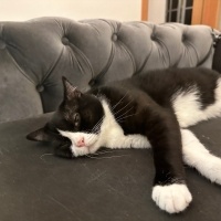 Tuxedo (Smokin) Kedi, Kedi  Mia fotoğrafı