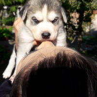 Rottweiler, Köpek  Boss fotoğrafı