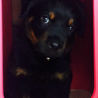 Rottweiler, Köpek  Boss fotoğrafı