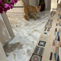 Sarman, Kedi  Garfield fotoğrafı