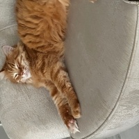 Sarman, Kedi  Garfield fotoğrafı
