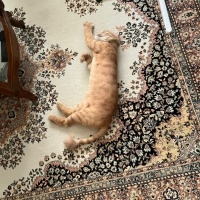 Sarman, Kedi  Garfield fotoğrafı