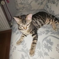 Tekir Kedi, Kedi  Leydi fotoğrafı