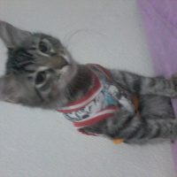 Tekir Kedi, Kedi  Minnos fotoğrafı