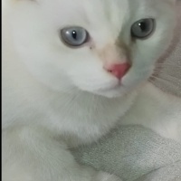 British Shorthair, Kedi  Pamuk Prenses fotoğrafı