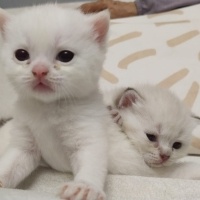 British Shorthair, Kedi  Pamuk Prenses fotoğrafı