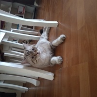 British Shorthair, Kedi  Efekan fotoğrafı