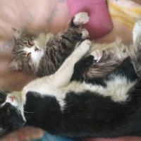 Tekir Kedi, Kedi  nina fotoğrafı