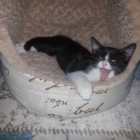 Tekir Kedi, Kedi  nina fotoğrafı