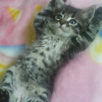 Tekir Kedi, Kedi  nina fotoğrafı