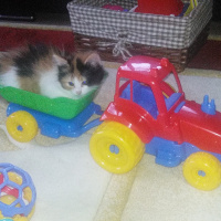 Tekir Kedi, Kedi  nina fotoğrafı