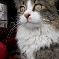 Tekir Kedi, Kedi  nina fotoğrafı