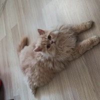 İran Kedisi (Persian), Kedi  Mia fotoğrafı