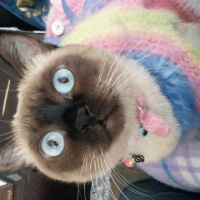 Siyam Kedisi, Kedi  Nazlı fotoğrafı