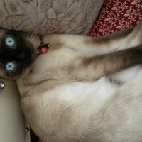 Siyam Kedisi, Kedi  Nazlı fotoğrafı