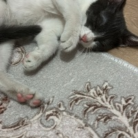 Tekir Kedi, Kedi  Fıstık fotoğrafı