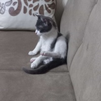 Tekir Kedi, Kedi  Fıstık fotoğrafı