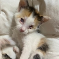 Tekir Kedi, Kedi  Adı yok fotoğrafı