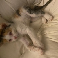 Tekir Kedi, Kedi  Adı yok fotoğrafı