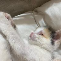 Tekir Kedi, Kedi  Adı yok fotoğrafı
