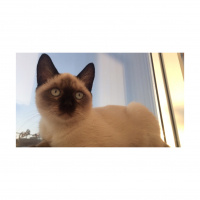 Siyam Kedisi, Kedi  Ares fotoğrafı