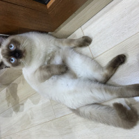 Siyam Kedisi, Kedi  Ares fotoğrafı
