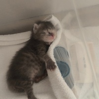 Tekir Kedi, Kedi  Mırmır fotoğrafı