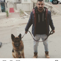 Alman Çoban Köpeği, Köpek  CESUR fotoğrafı