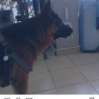 Alman Çoban Köpeği, Köpek  CESUR fotoğrafı