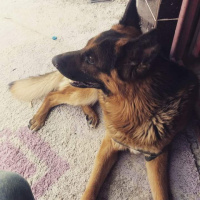 Alman Çoban Köpeği, Köpek  CESUR fotoğrafı