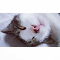 Tekir Kedi, Kedi  Mırmır fotoğrafı