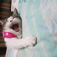 Tekir Kedi, Kedi  Mırmır fotoğrafı