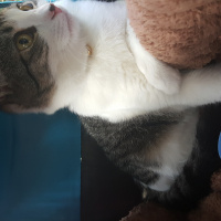 Tekir Kedi, Kedi  Mırmır fotoğrafı