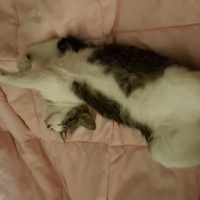 Tekir Kedi, Kedi  Mırmır fotoğrafı
