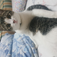 Tekir Kedi, Kedi  Mırmır fotoğrafı