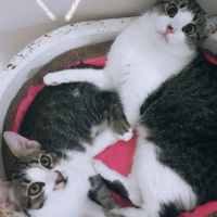 Tekir Kedi, Kedi  Mırmır fotoğrafı