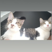 Tekir Kedi, Kedi  Mırmır fotoğrafı