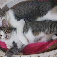 Tekir Kedi, Kedi  Mırmır fotoğrafı