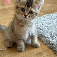 British Shorthair, Kedi  Mila fotoğrafı