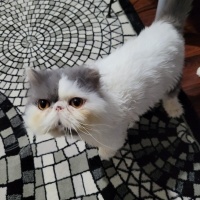 British Shorthair, Kedi  Ücretsiz sahiplendirme acil taşınıcam fotoğrafı