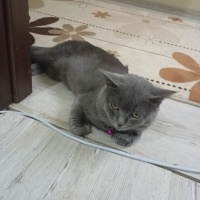 Brazilian Shorthair, Kedi  Paşa fotoğrafı