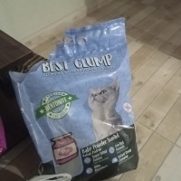 Brazilian Shorthair, Kedi  Paşa fotoğrafı